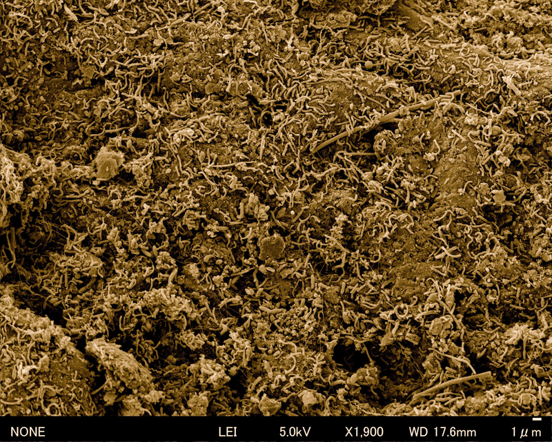 Illustration for article titled Ancient Microbes Found Alive Deep Beneath the Ocean Floor